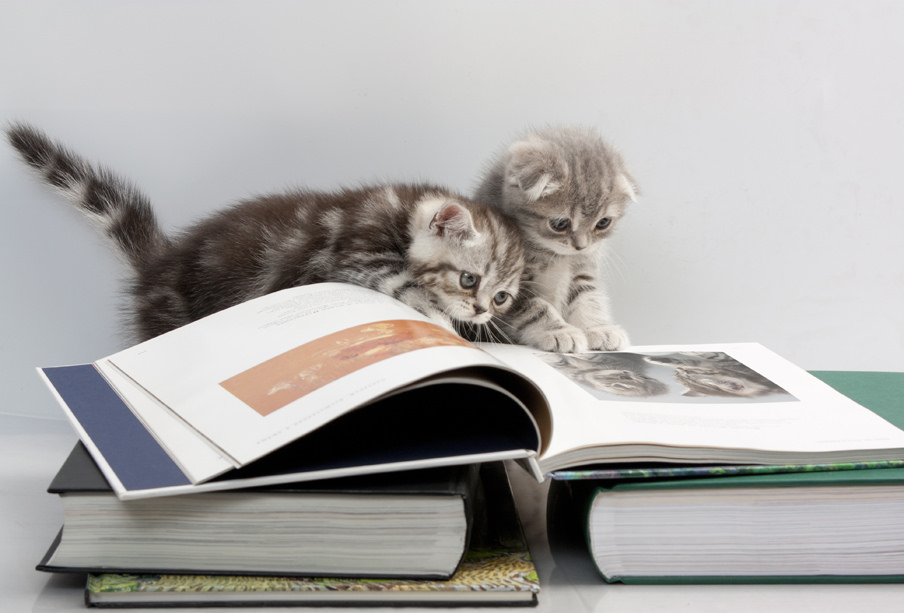 Ребятам о зверятах: 5 интересных книг, которые стоит прочитать